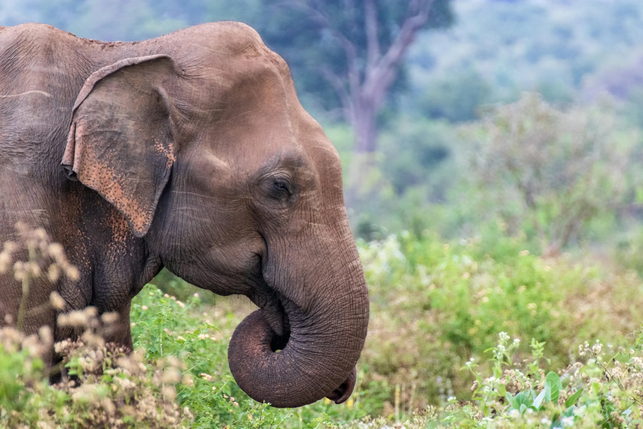 Elephant Sri Lanka National Park