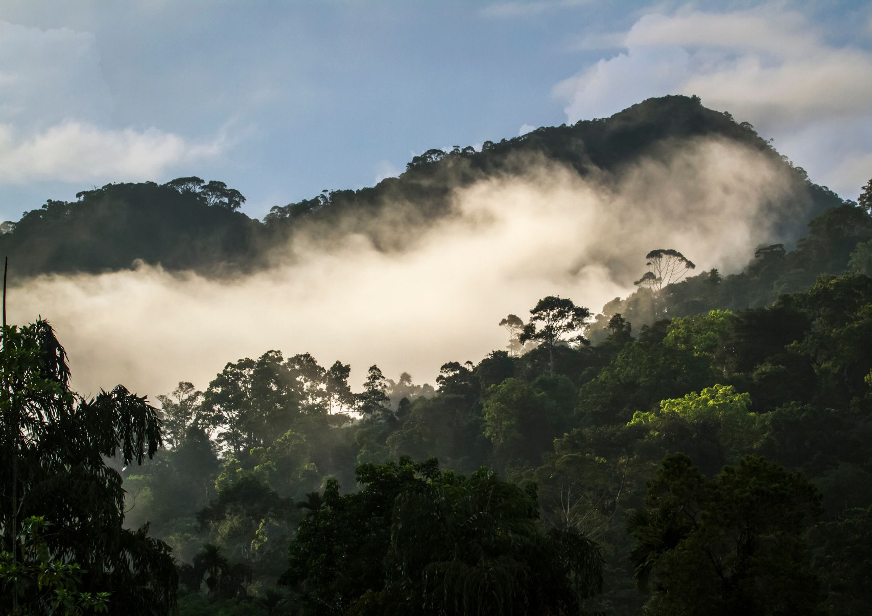 Scenery Lanka Tours - Day Tours - Sinharaja Rain Forest (2)