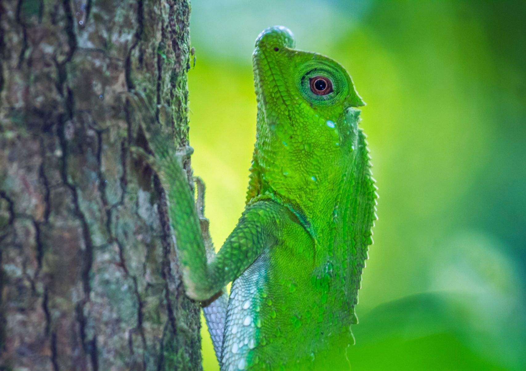 Scenery Lanka Tours - Day Tours - Sinharaja Rain Forest (4)