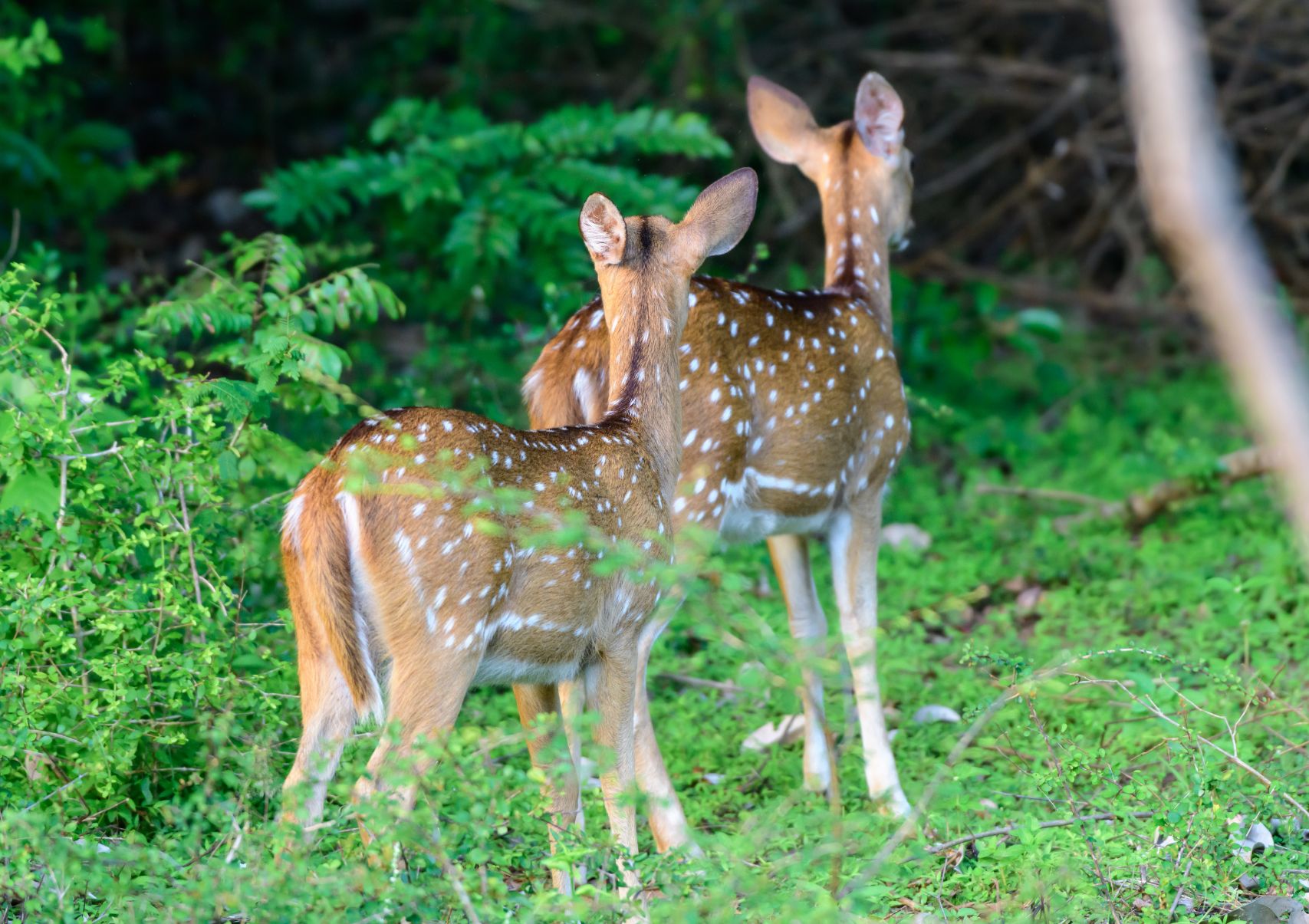 Scenery Lanka Tours - Day Tours - Udawalawe 3