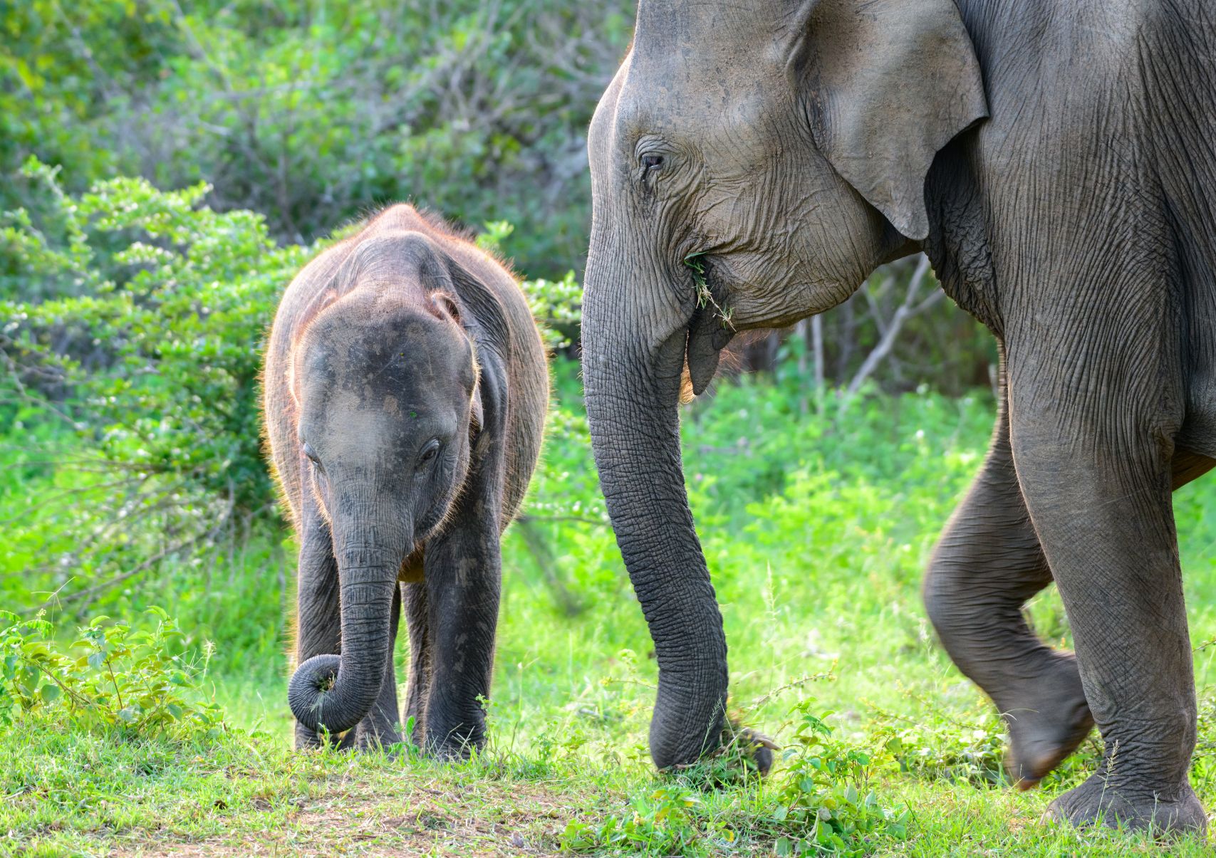 Scenery Lanka Tours - Day Tours - Udawalawe 4