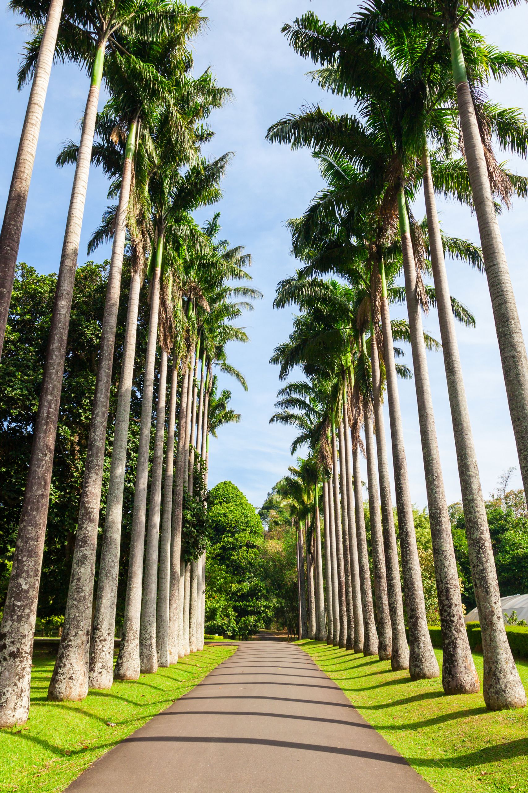 Scenery Lanka Tours - Round Tours - Camping Tour - Kandy Peradeniya