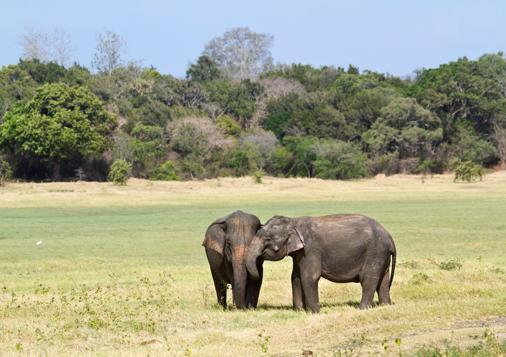 Scenery Lanka Tours - Round Tours - Camping Tour - Minneriya National Park