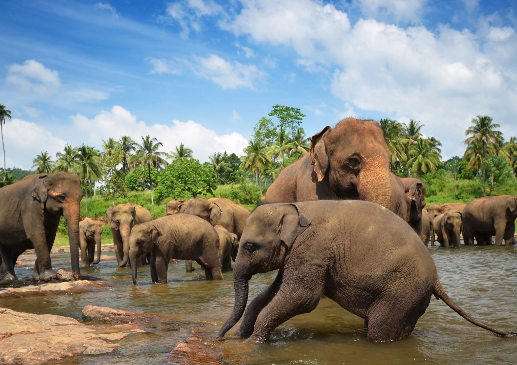 Scenery Lanka Tours - Round Tours - Cultural Tour - Pinnawala Elephant Orphanage