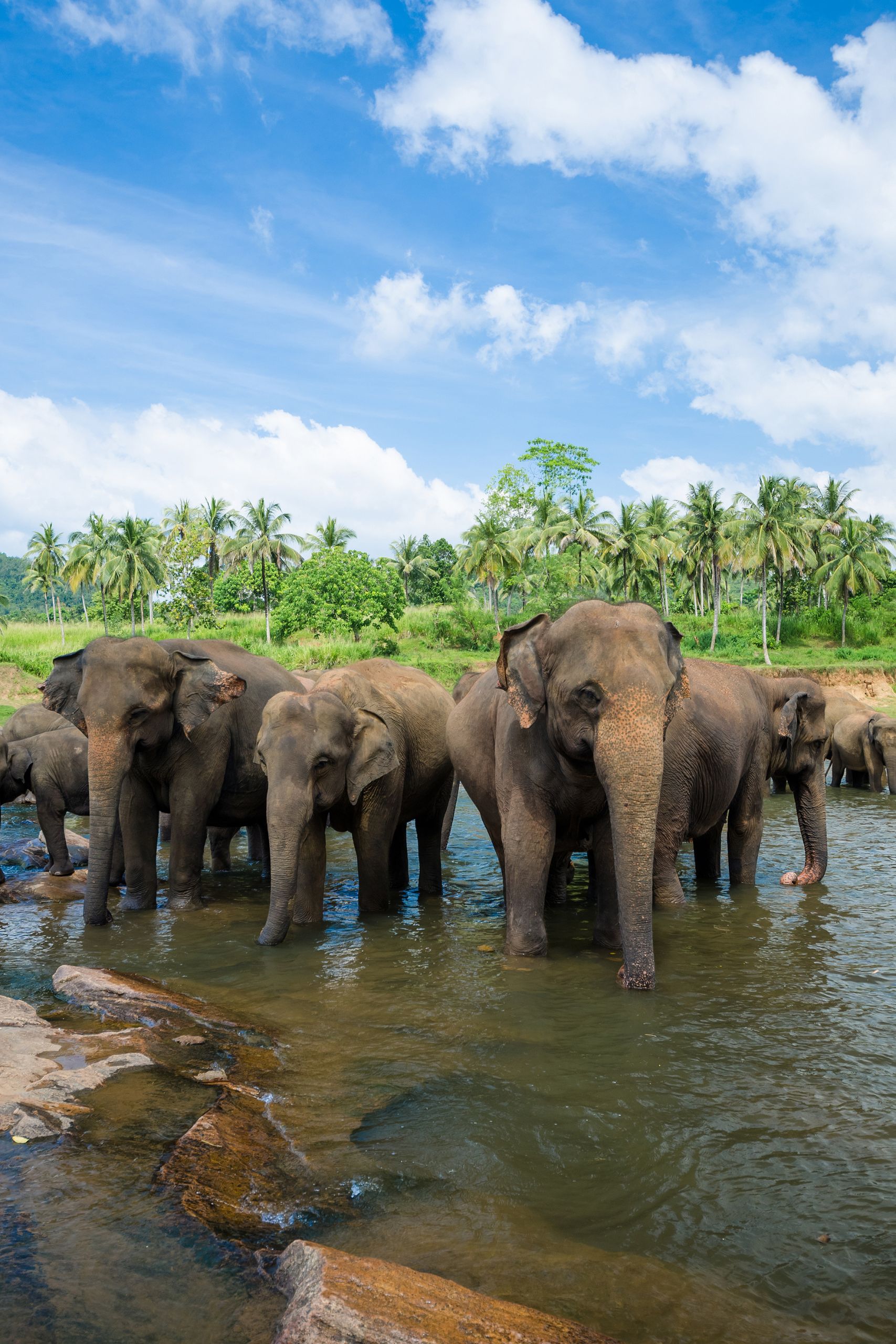 Scenery Lanka Tours - Round Tours - Heritage and Beach - Pinnawala Elephant Orphanage