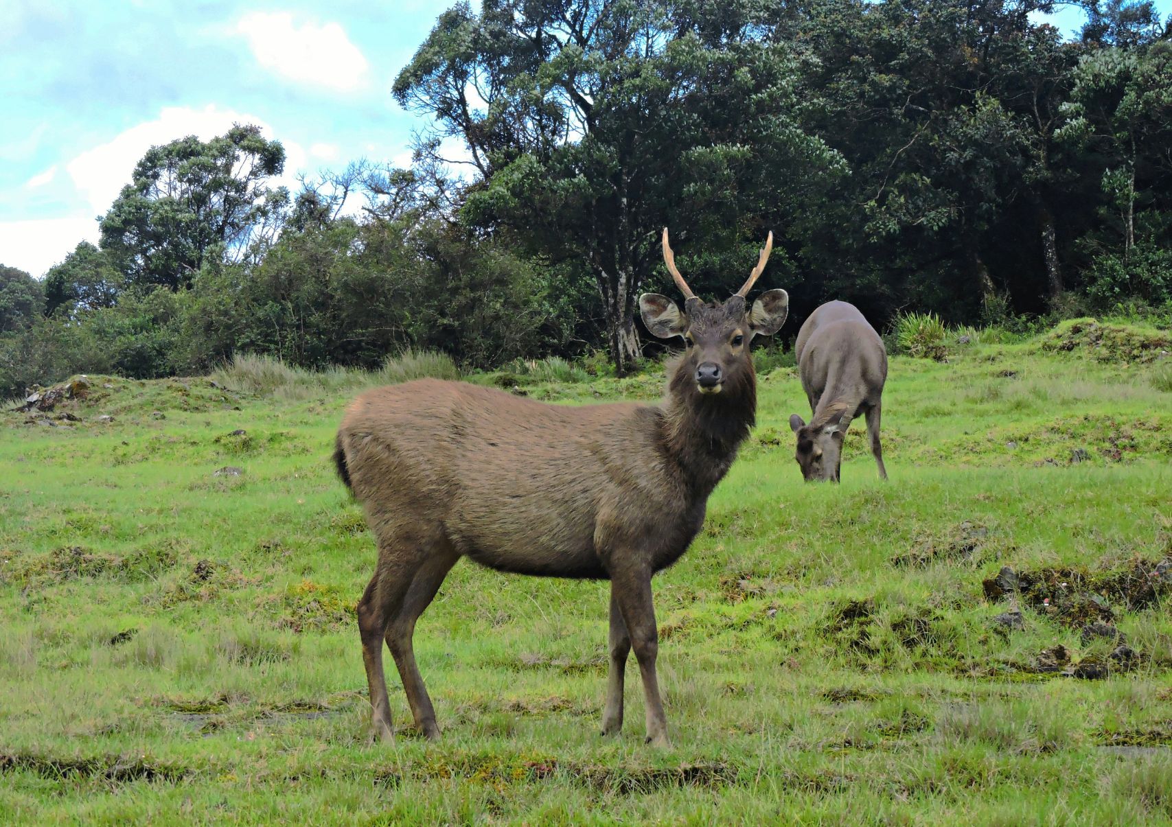 Scenery Lanka Tours - Round Tours - Splendor Tour - Hortan Plains IMG 1